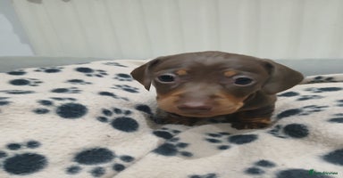 Miniature Dachshund dogs - Advert 8