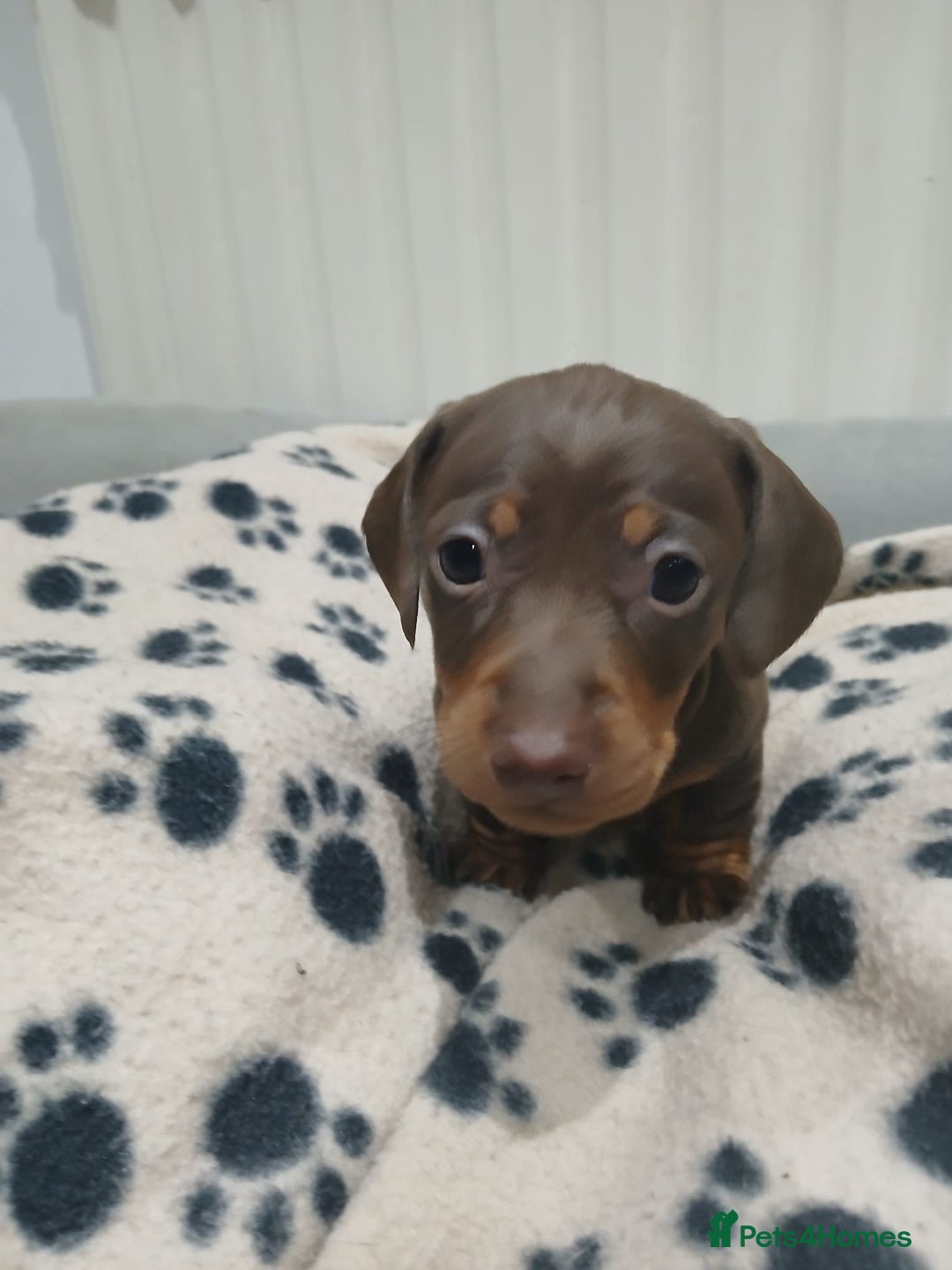Miniature Dachshund dogs for sale: Miniature dachshunds smooth hair female chocolate  - Image 2