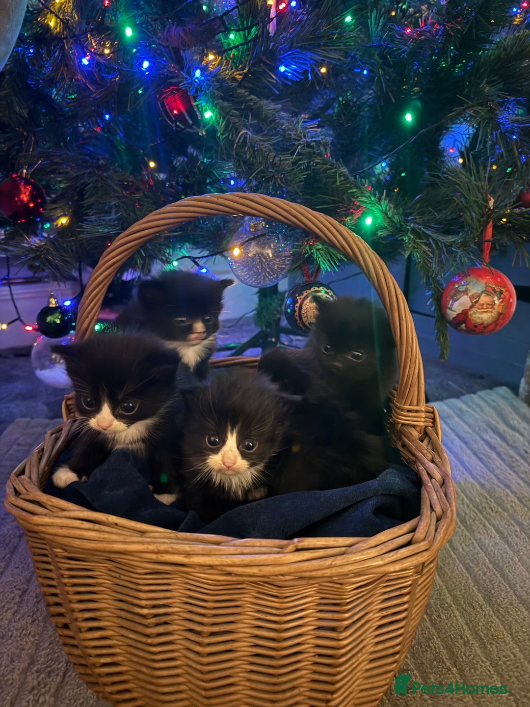 British Longhair cats for sale: 5 Beautiful Kittens  - Advert 2