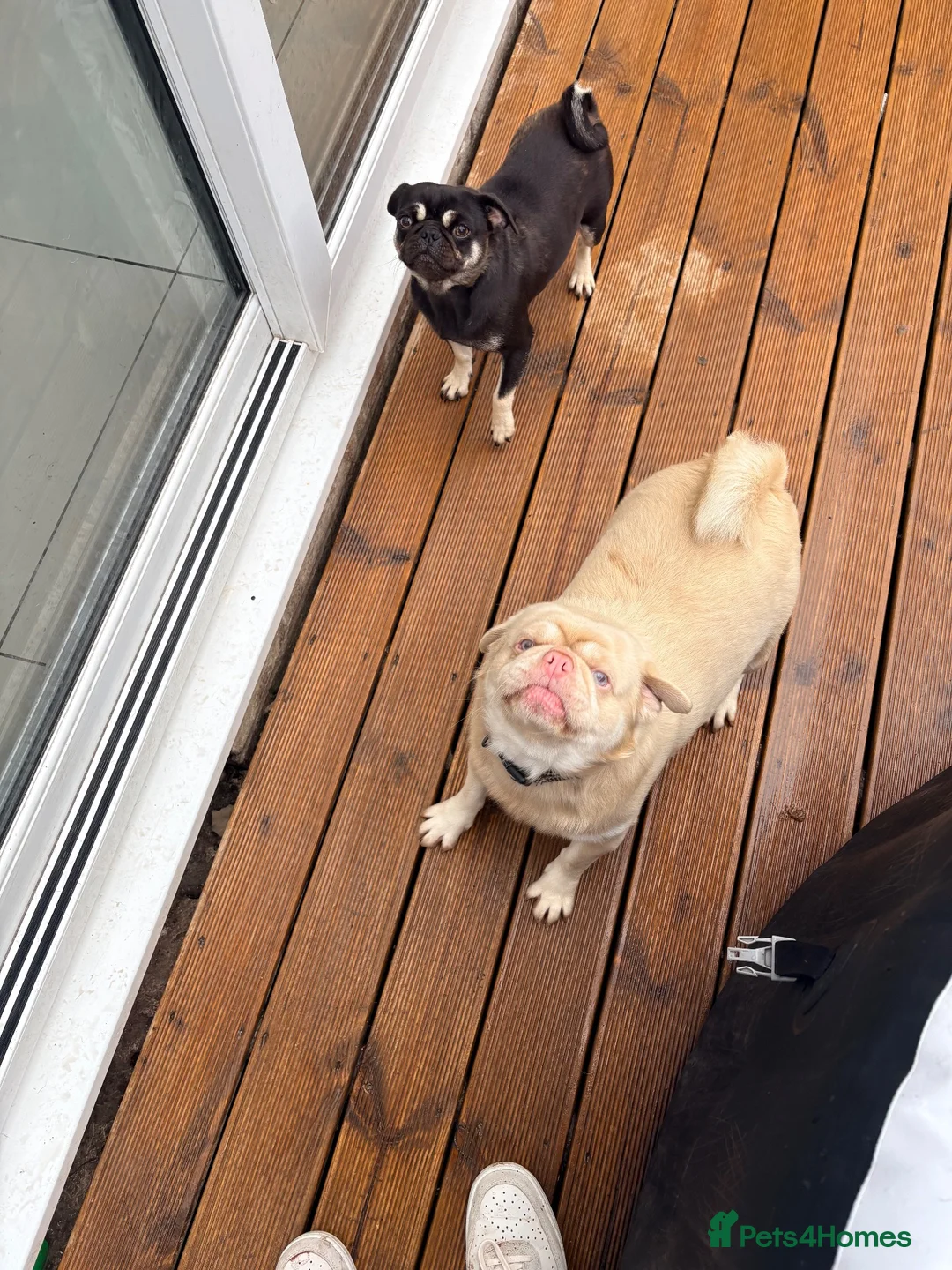 Pug dogs for sale: Two pink pug females 💖 - Advert 2