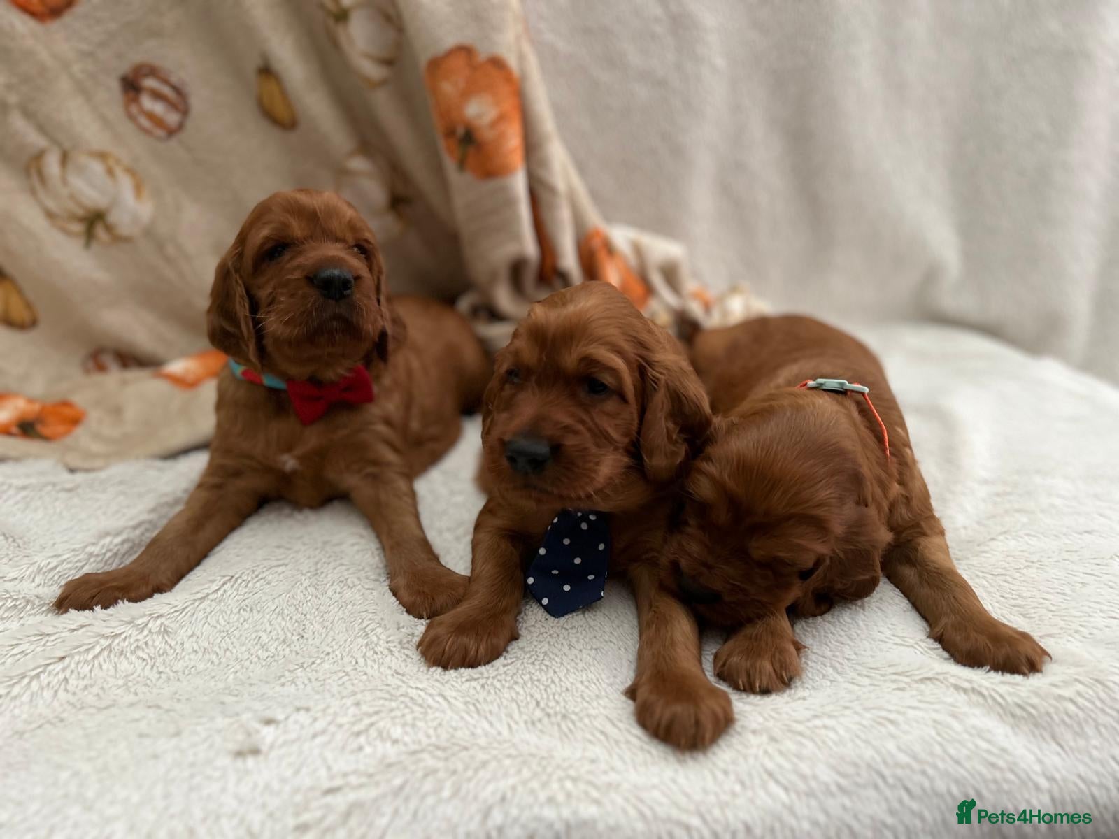Irish Setter dogs Irish Setter Puppies - Advert 1