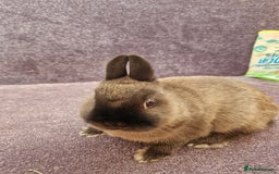 Netherland Dwarf rabbits for sale: Netherland dwarf bunnies for sale - Image 7