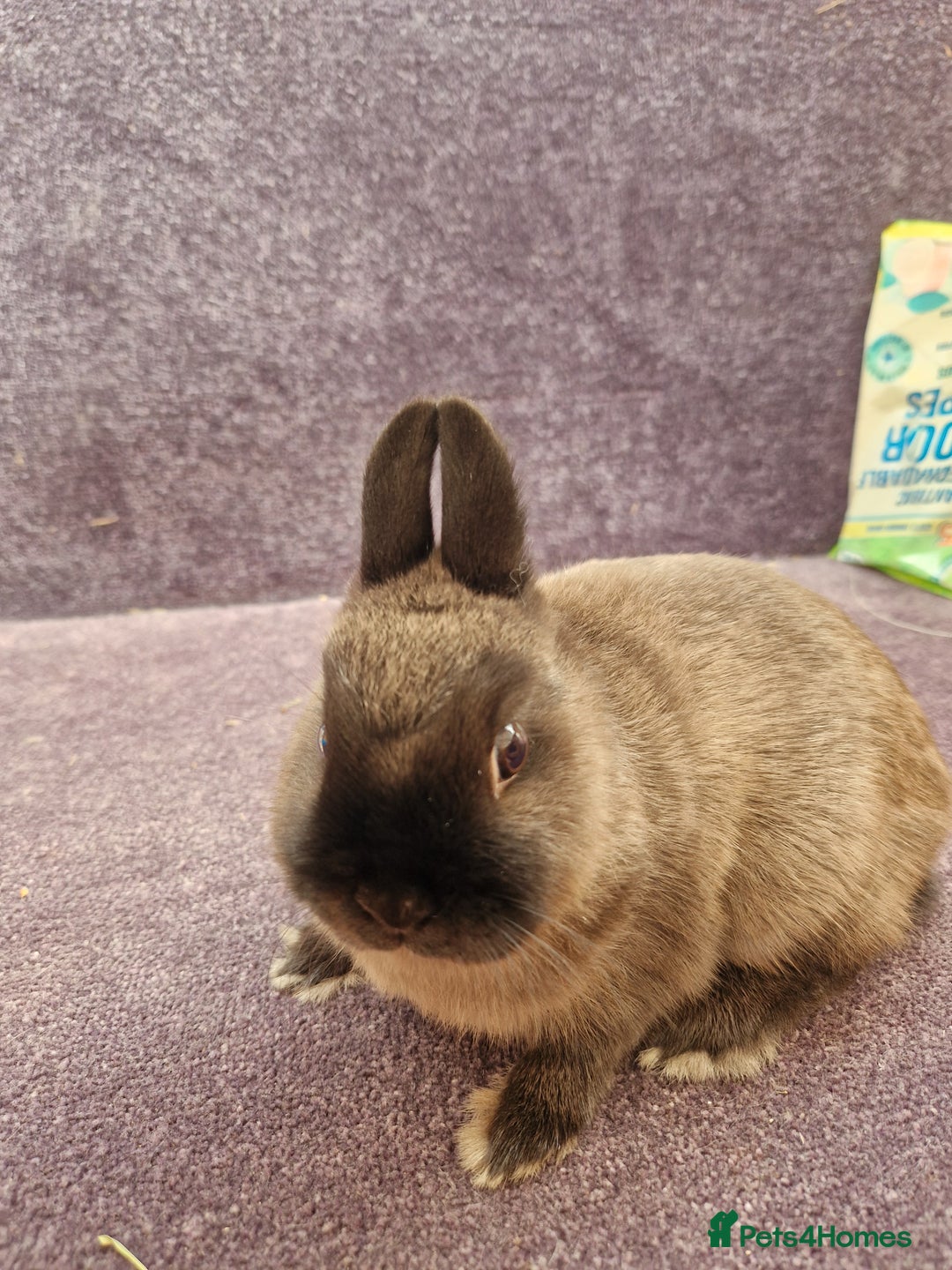 Netherland Dwarf rabbits for sale: Netherland dwarf bunnies for sale - Image 7
