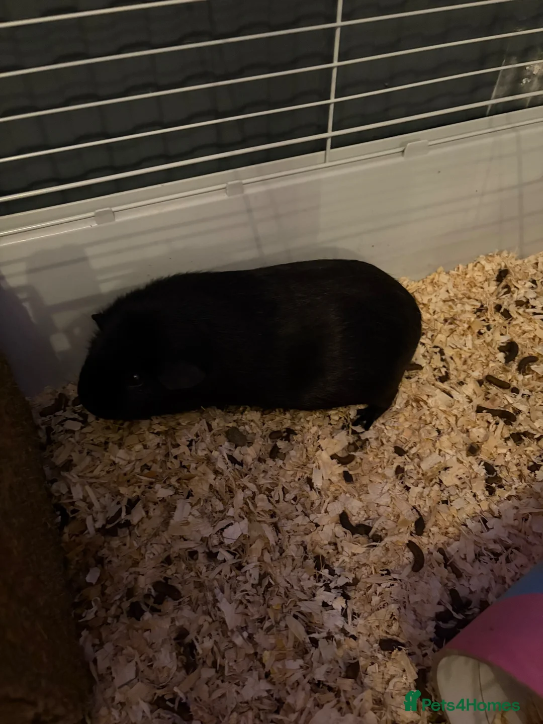 Guinea Pig rodents for sale: Male guinea pig - Advert 2