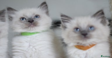 Ragdoll cats - Advert 3