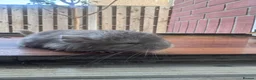 Chinchilla rodents for sale: Baby chinchillas  - Advert 3