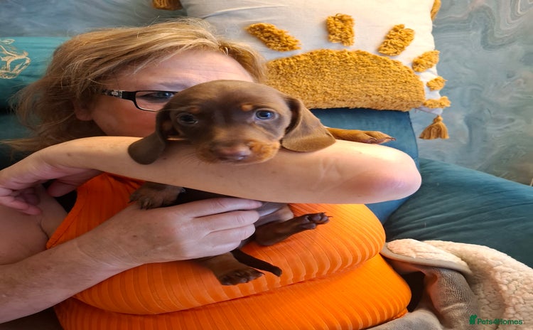 Miniature Dachshund dogs - Advert 2