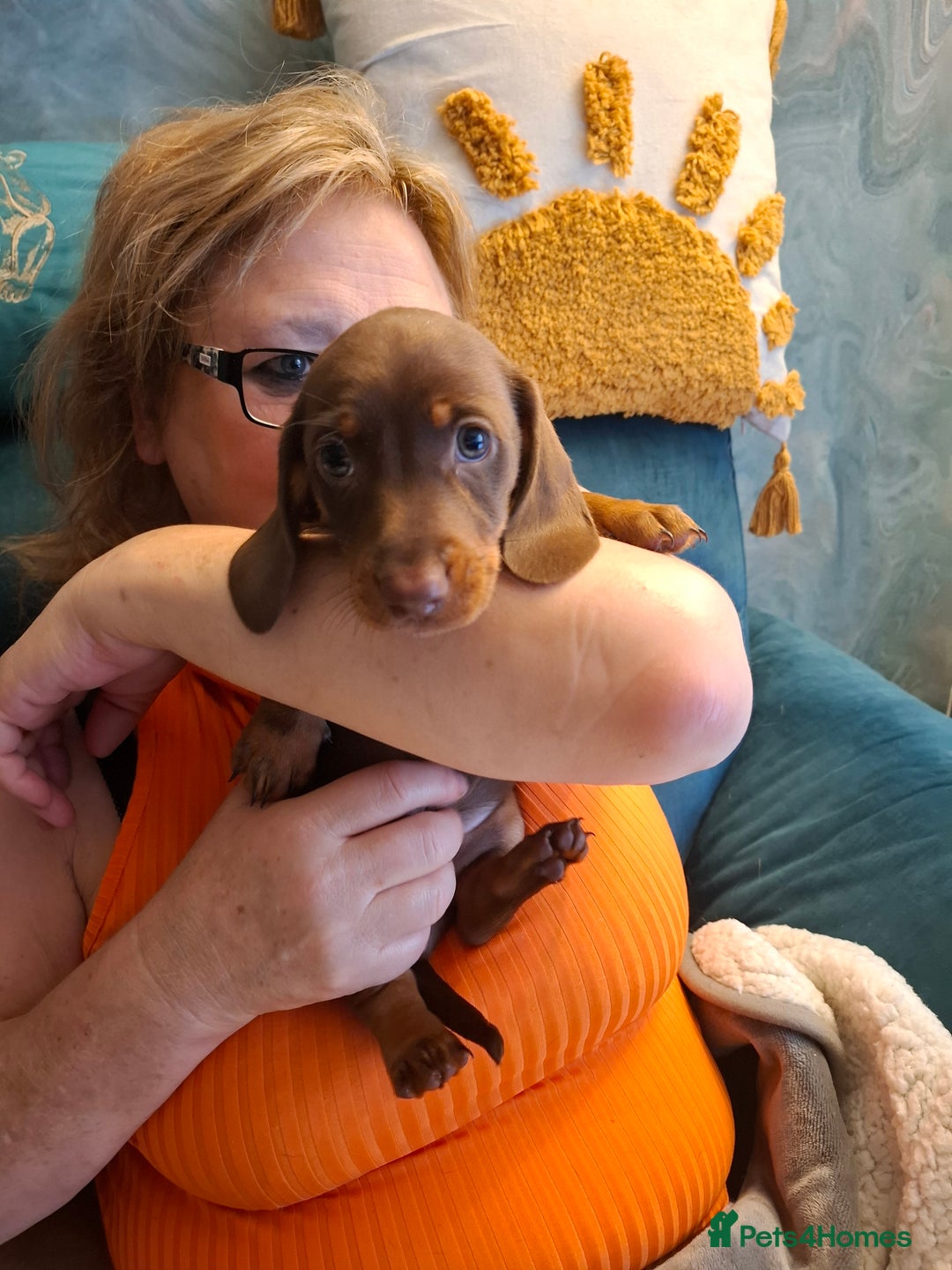 Miniature Dachshund dogs for sale: 3 Little Magical Miniature Dachshunds for Sale - Image 1