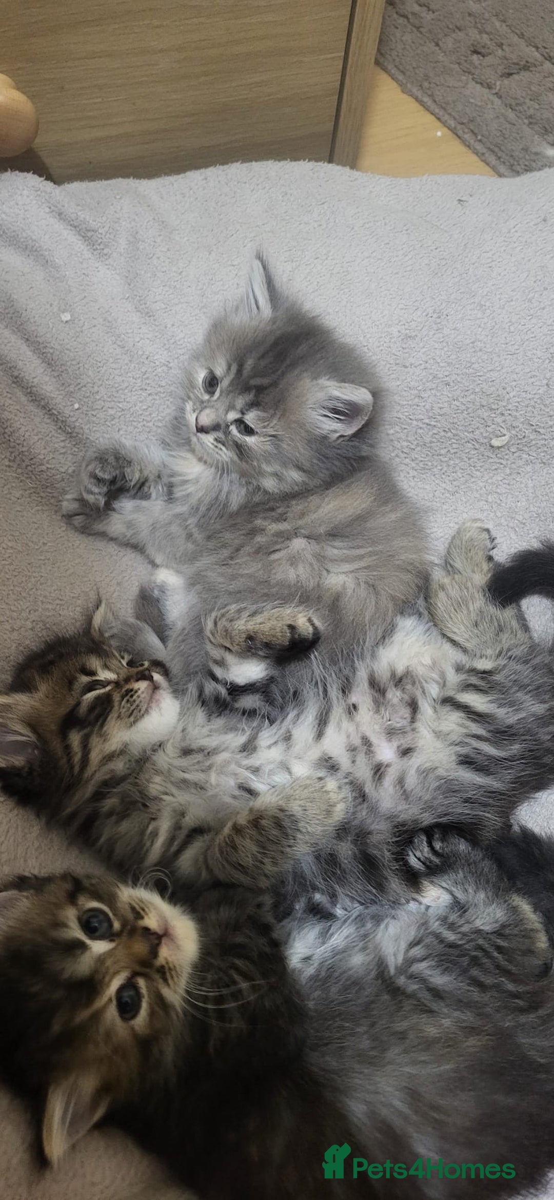 Siberian cats for sale: 9 beautiful Siberian kittens  - Image 17
