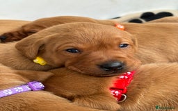 Labrador Retriever dogs for sale: Beautiful KC Fox Red Labrador Puppies - Image 23