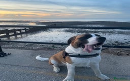 Saint Bernard dogs for sale: Lovely Saint Bernard girl  - Image 5