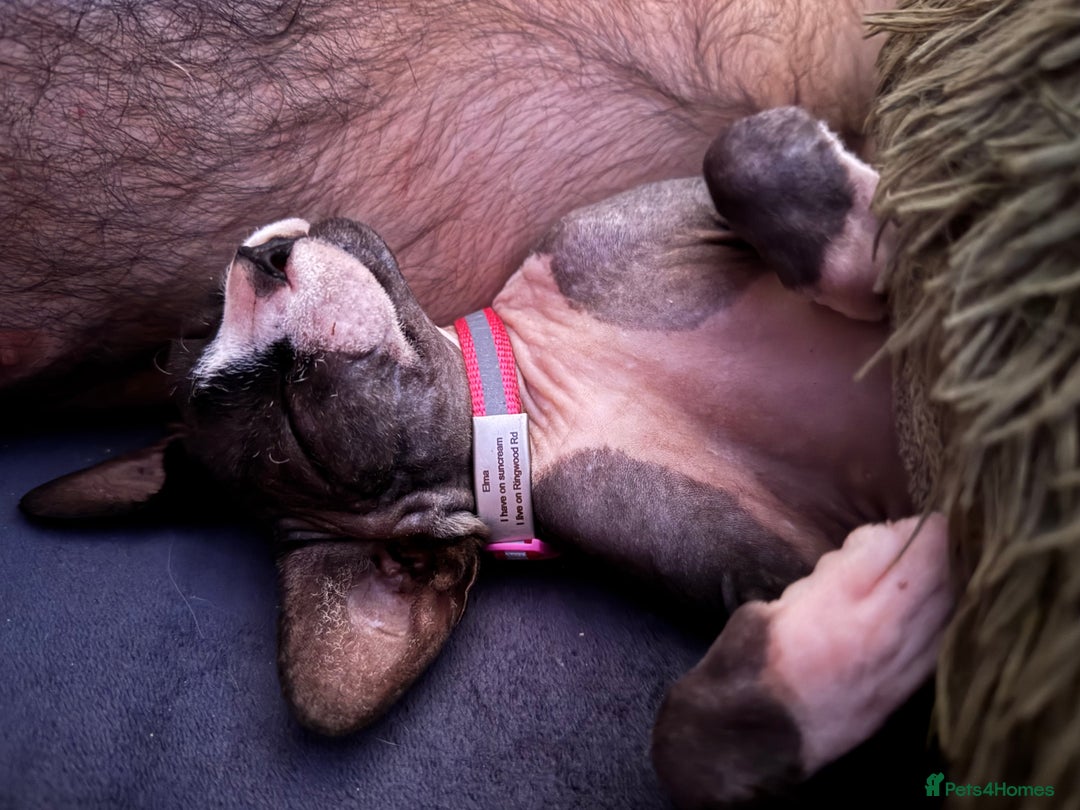 Sphynx cats for sale: Black & White Female Spayed Sphynx  - Advert 2