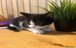 Mixed Breed cats for sale:  Adorable Kittens Ready for Their Forever Homes - Image 6