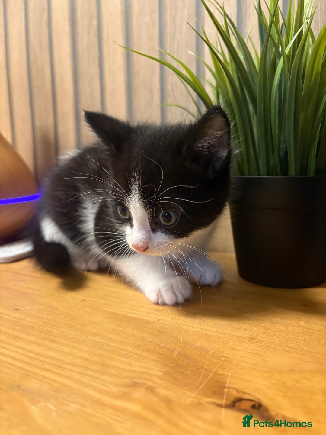 Mixed Breed cats for sale:  Adorable Kittens Ready for Their Forever Homes - Image 6