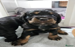 Cocker Spaniel dogs for sale: Working Cocker Spaniel Puppies  - Image 21