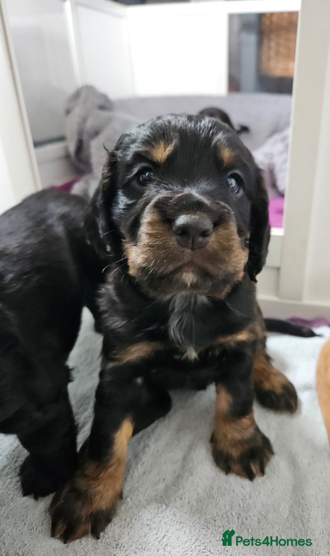 Cocker Spaniel dogs for sale: Working Cocker Spaniel Puppies  - Image 21