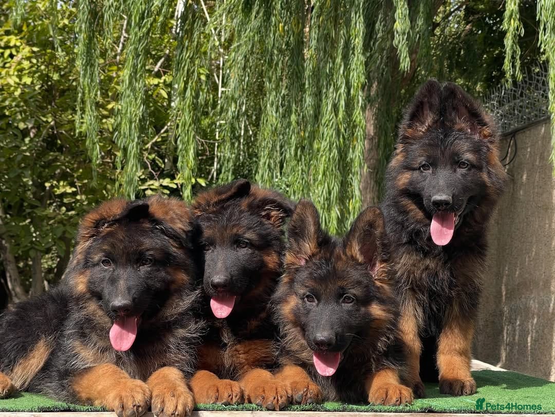 German Shepherd dogs for sale: 🐾🖤 Beautiful German Shepherd Pups for Sale 🐶✨ - Image 4