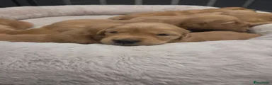 Golden Retriever 10