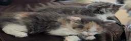 Mixed Breed cats for sale: Domestic short hair x Main coon - Advert 9
