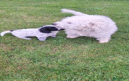 Poochon dogs for sale: 2 beautiful poochon girls - Image 13