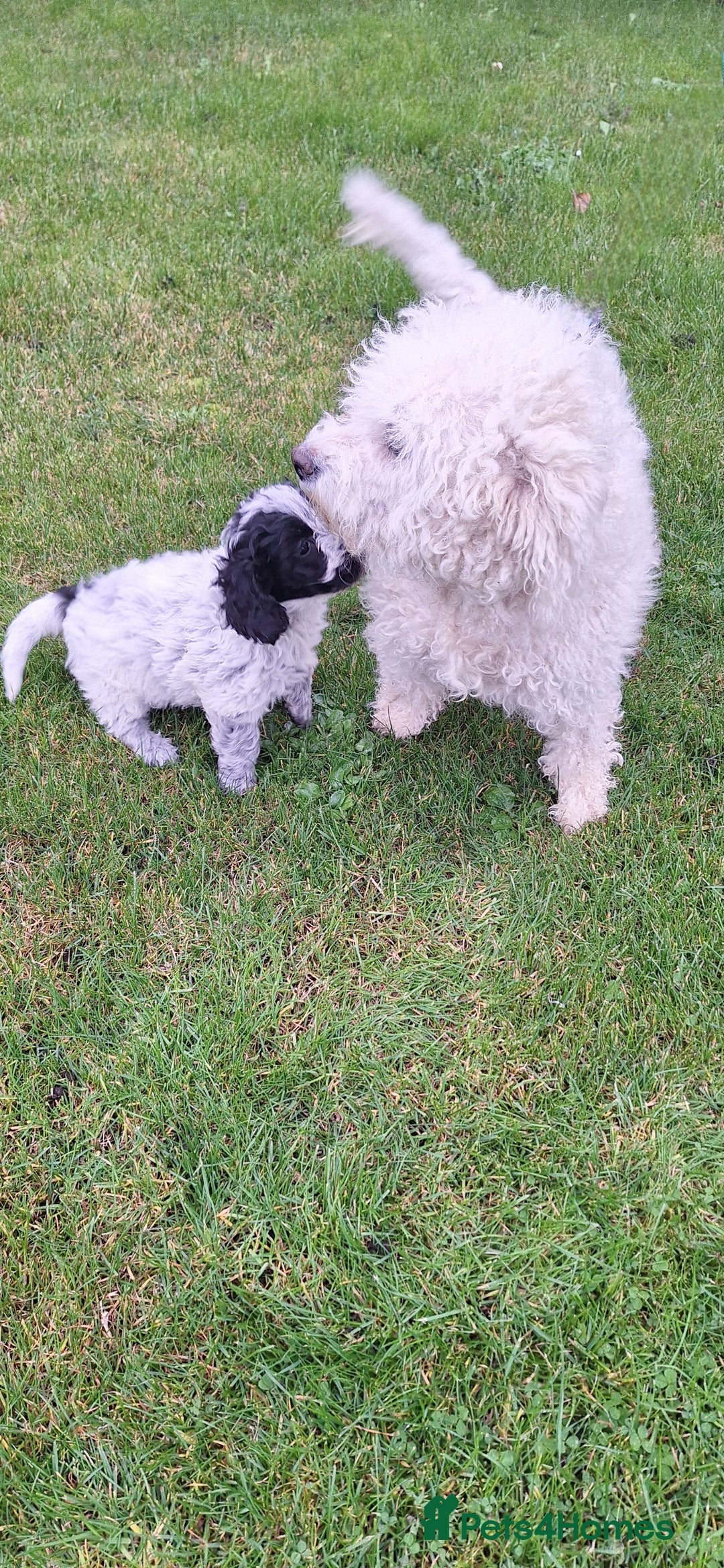 Poochon dogs for sale: 2 beautiful poochon girls - Image 13