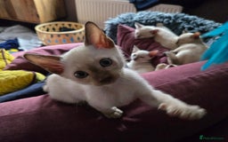 Burmese cats for sale: Chocolate mink Generation Pedigree Tonkinese  - Image 8