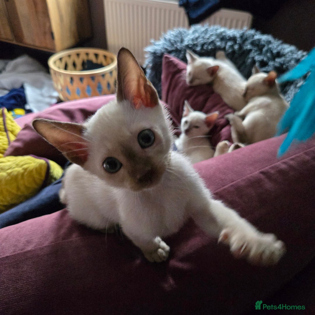 Burmese cats for sale: Chocolate mink Generation Pedigree Tonkinese  - Image 8