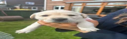 Labrador Retriever dogs for sale: Black and Golden Labrador Puppies - Advert 6