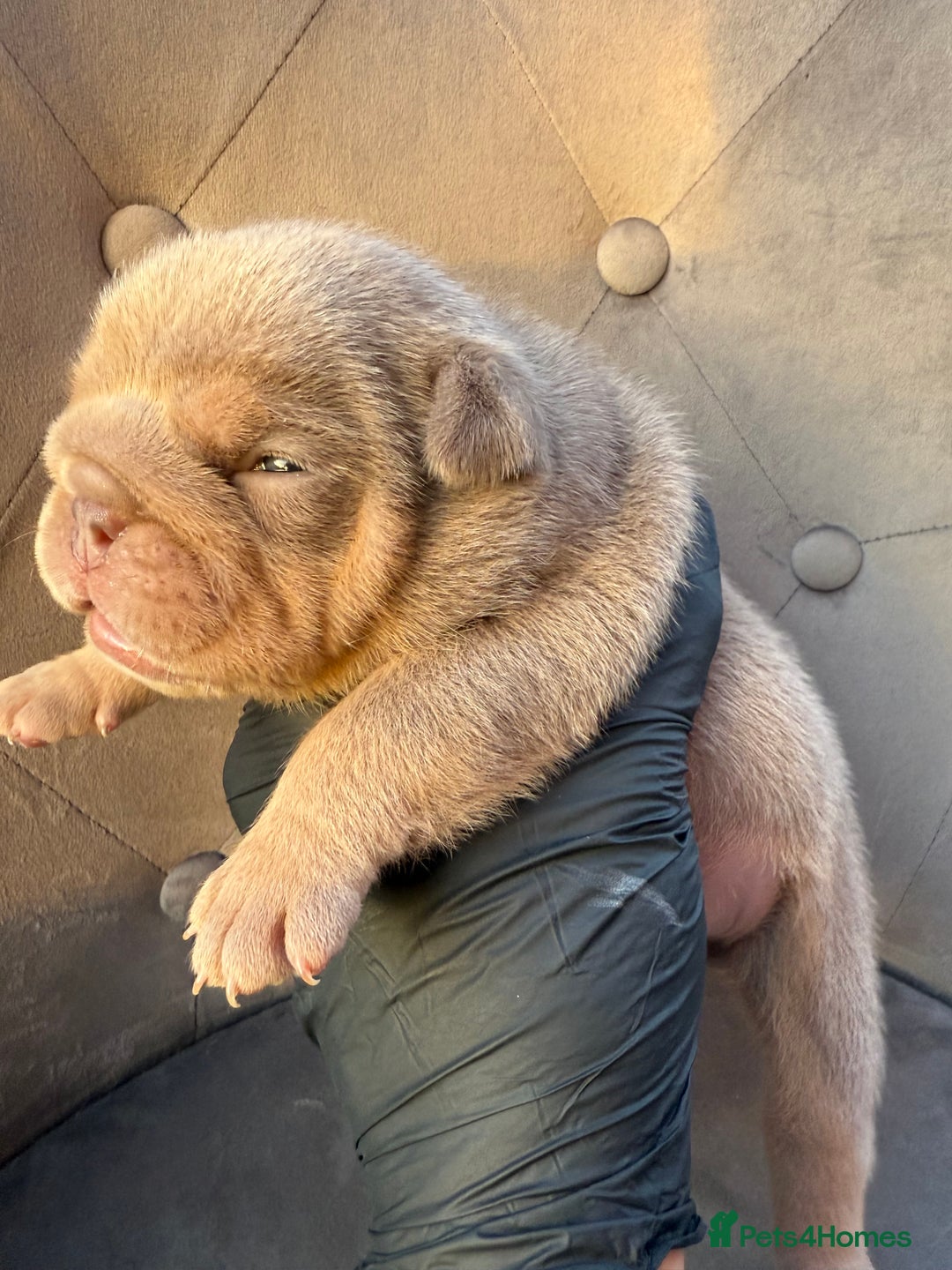 English Bulldog dogs for sale: KC Quality English Bulldogs  - Image 9
