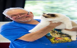 Ragdoll cats for sale: 🩷✨️WAITING LIST ExclusiveKittens💖 TICA🏆cattery - Advert 15