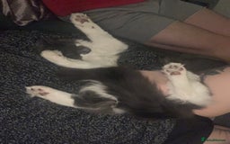 Mixed Breed cats for sale: Flimflam & Bojo - Image 36