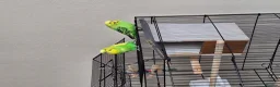 Budgerigars birds for sale: A pair of budgies in Basingstoke - Advert 2