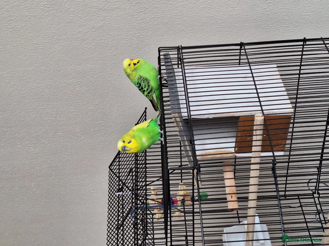 Budgerigars birds for sale: A pair of budgies in Basingstoke - Advert 2