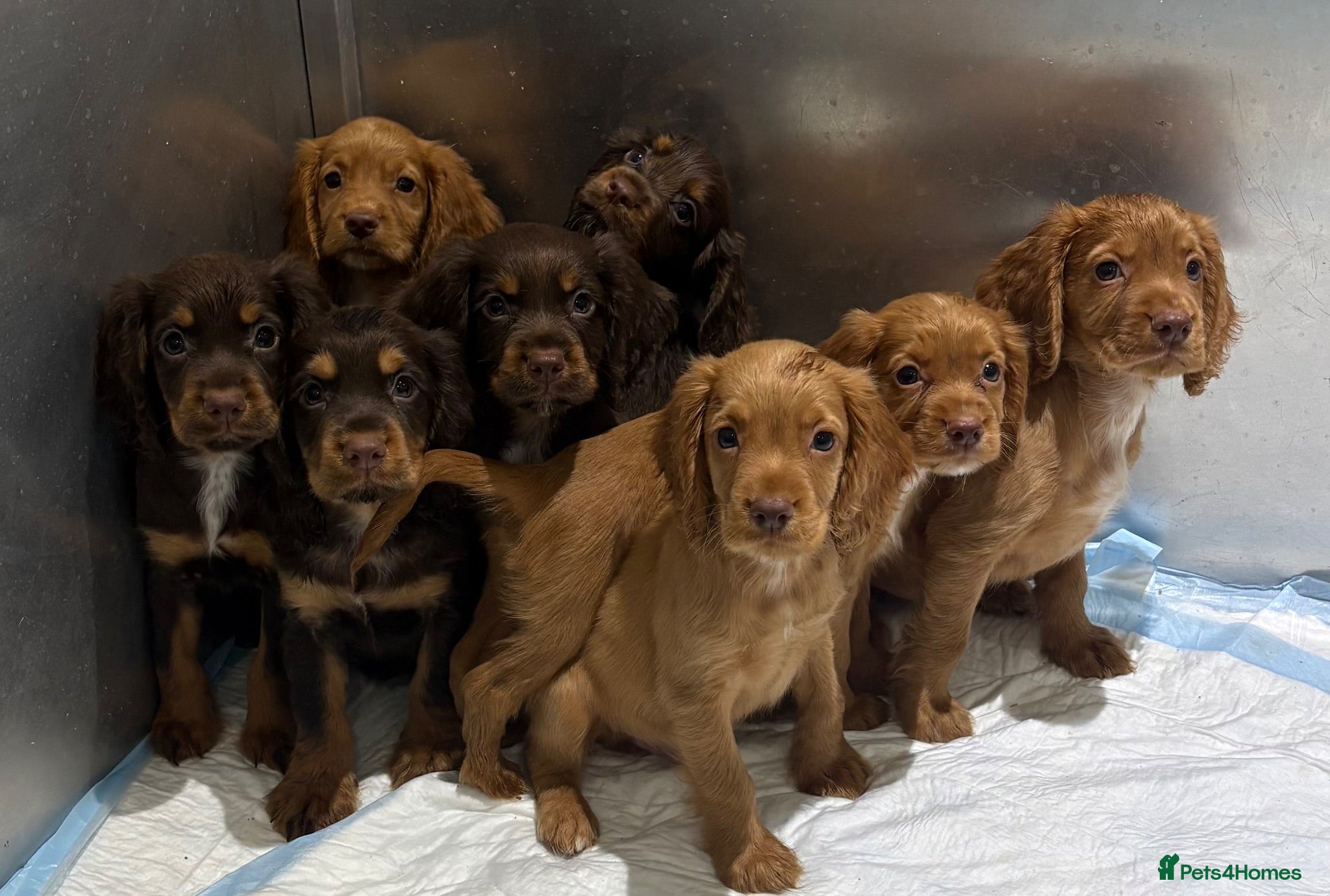 Cocker Spaniel dogs Kc registered working cocker spaniels  - Advert 2
