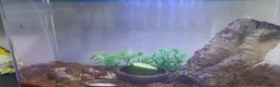 Snails invertebrates for sale: Albino Tiger Stripe Giant Snails & Full Setup - Advert 6