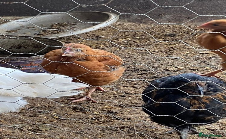 Chickens poultry - Advert 13