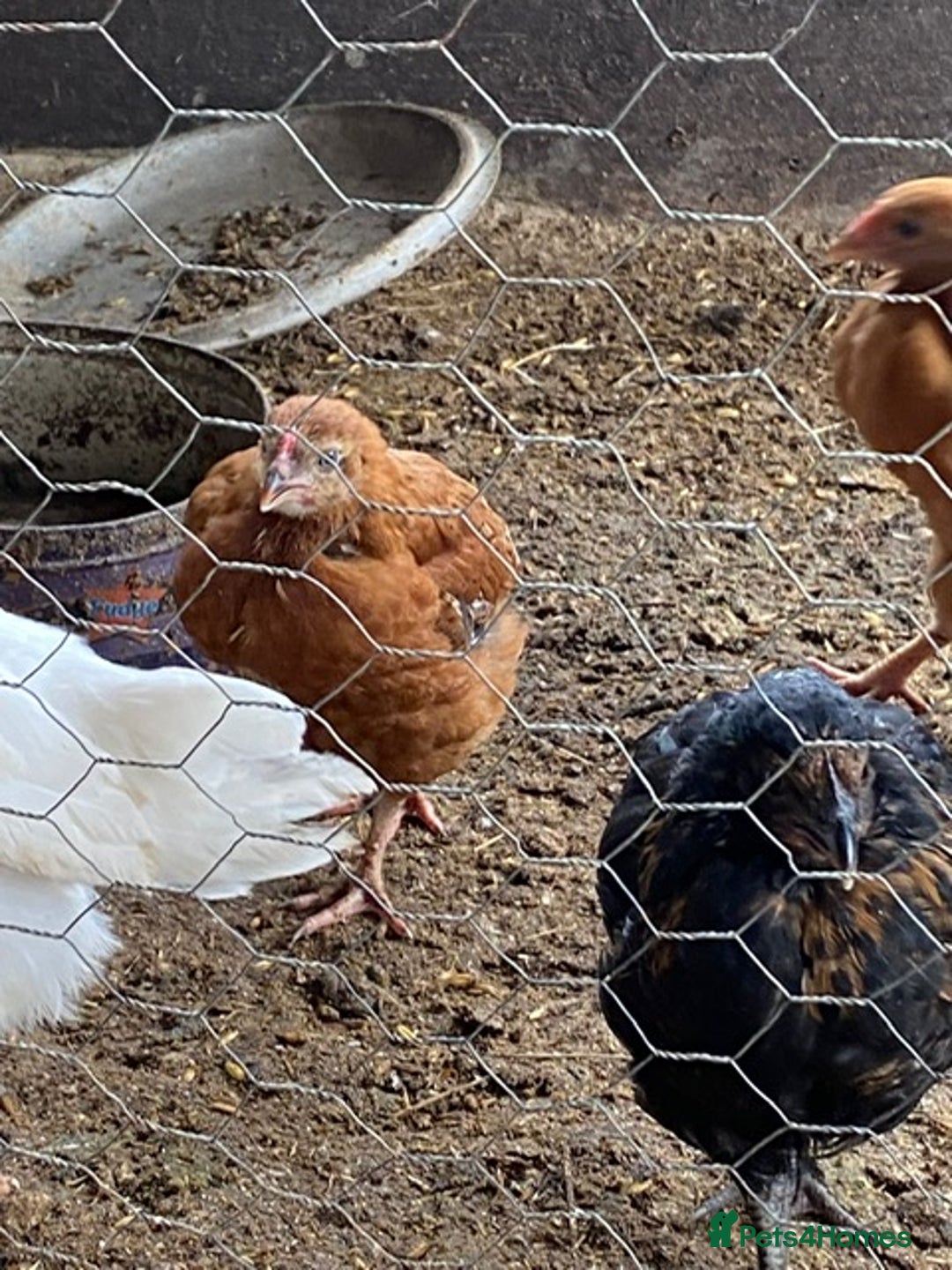 Chickens poultry for sale: 6 chickens for sale - Image 1