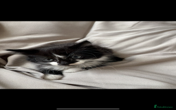 Mixed Breed cats for sale: Beautiful Mixed Breed Kitten  - Image 2