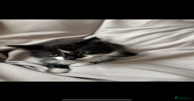 Mixed Breed cats - Advert 3