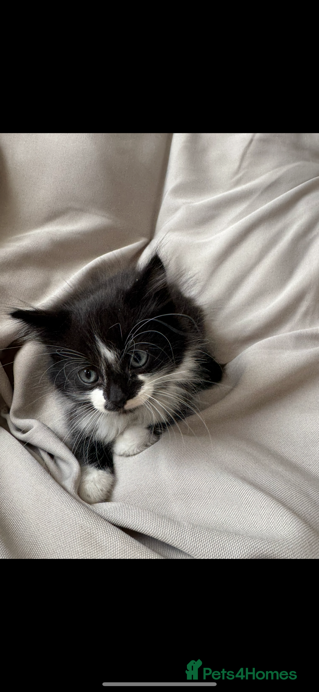 Mixed Breed cats for sale: Beautiful Mixed Breed Kitten  - Image 2