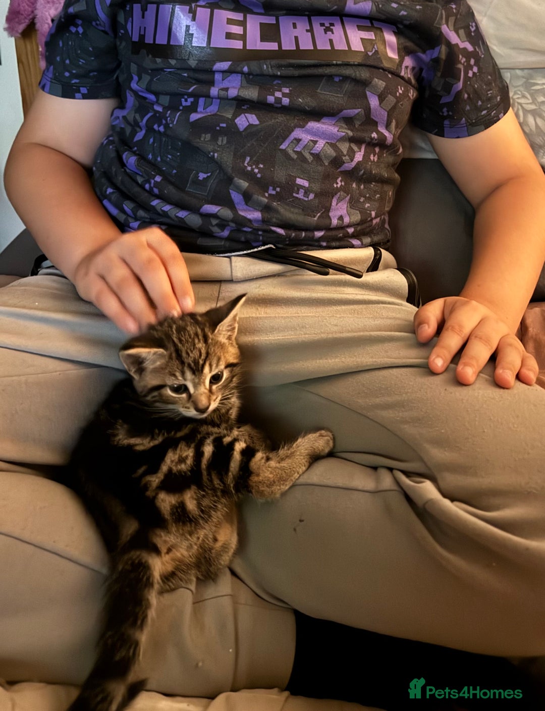 British Shorthair cats for sale: 2 boys one girl for sale  - Image 4