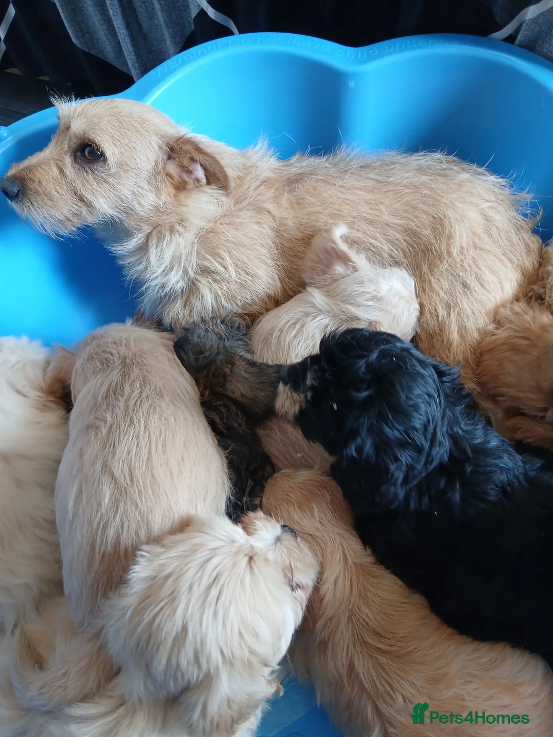 Jackapoo dogs for sale: Cockapoo puppy in Witney - Advert 40