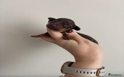 Miniature Dachshund dogs for sale: Gorgeous Miniature Dachshunds ready Dec - Image 3