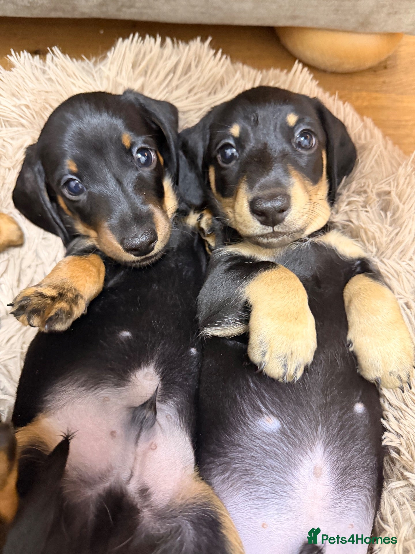 Miniature Dachshund dogs KC Miniature Dachshunds ready to leave now London - Advert 1