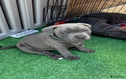 Staffordshire Bull Terrier dogs for sale: Orange Collar Puppy  - KC registered Blue ‘Bullscaff Pharaon’ Staffy Boy - Image 23