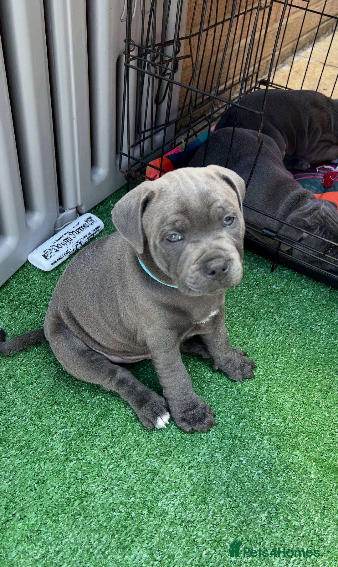 Staffordshire Bull Terrier dogs for sale: Orange Collar Puppy  - KC registered Blue ‘Bullscaff Pharaon’ Staffy Boy - Image 23