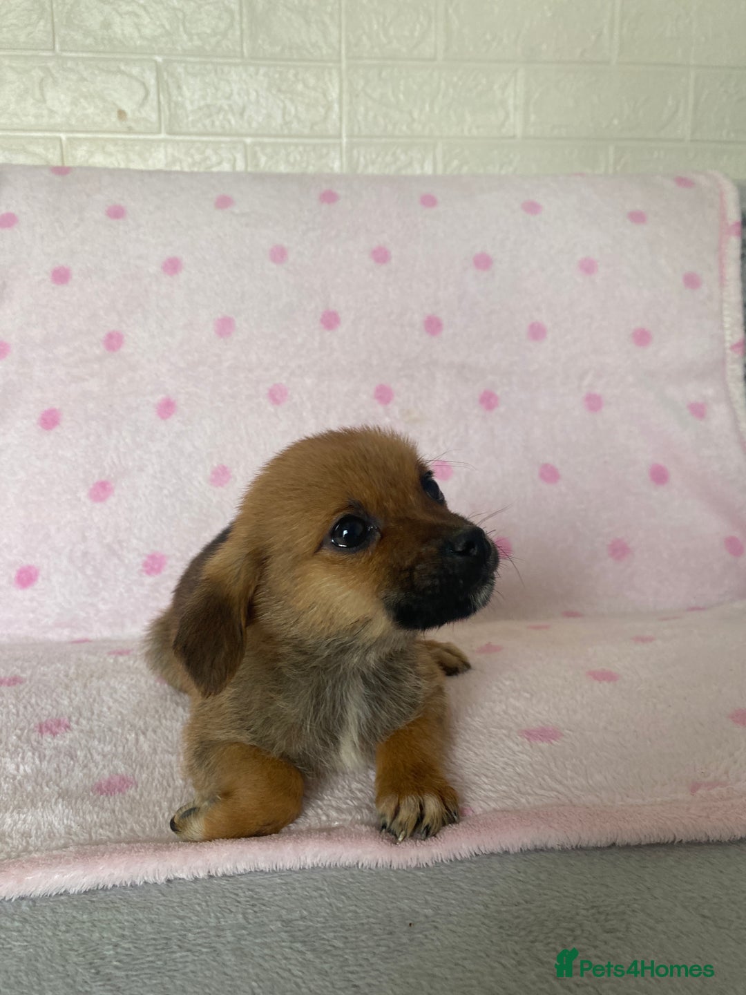 Mixed Breed dogs for sale: Jack Russell cross Pomeranian puppy’s  - Image 2