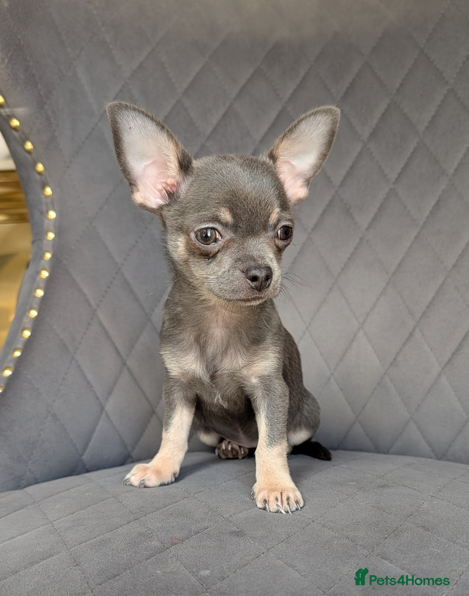 Chihuahua dogs Beautiful KC reg chihuahua puppies  - Advert 1