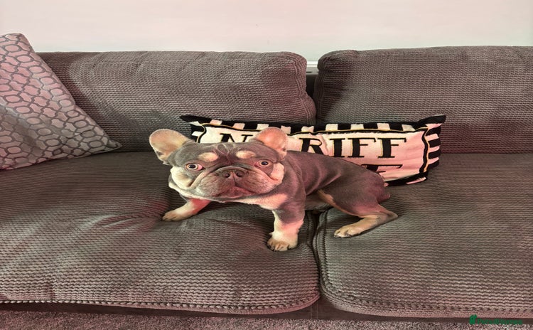 French Bulldog dogs - Advert 2