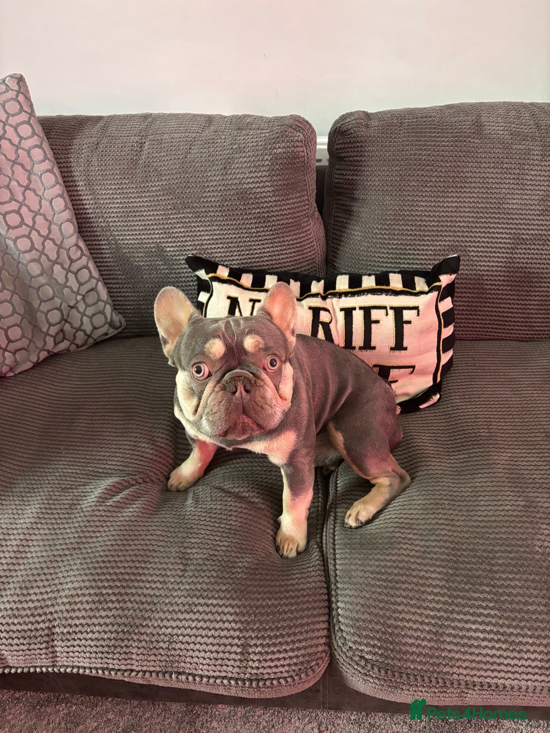 French Bulldog dogs for sale: Blue and tan French bulldog - Image 1